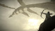 Shadow of the Colossus. В тени колосса [PS4, русская версия] в Череповце