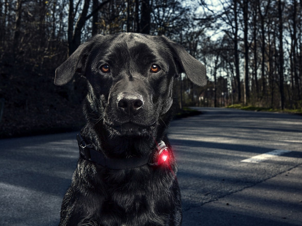 Фонарь для собак Orbiloc Dog Dual Signal Colours, красный в Череповце
